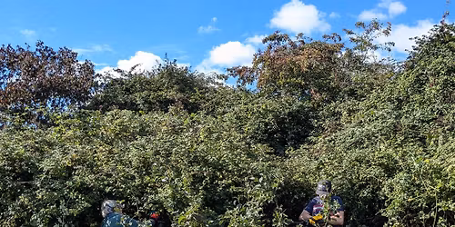 Free the trees