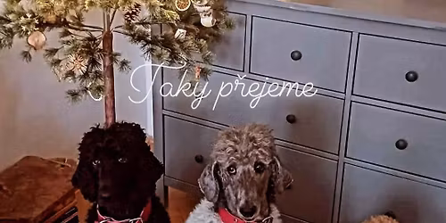 V\u00e1no\u010dn\u00ed pun\u010d a materi\u00e1ln\u00ed sb\u00edrka pro \u00fatulek \u2728