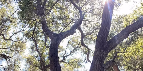 Come*Unity Hike & Guided Forest-bathing in Griffith Park