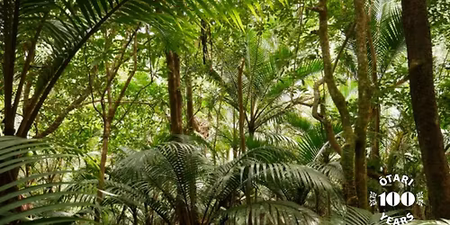 The Plants of Norfolk Island
