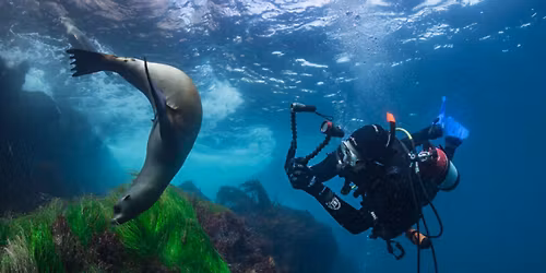 Coronados Islands! The BEST time to dive it!