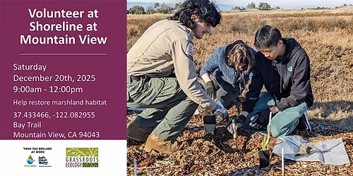 Volunteer Outdoors in MV Shoreline Marsh Habitat Restoration