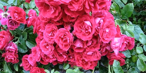 SAN DIEGO: What Your Roses Want for Christmas with Natalie Stout