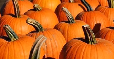 Lee's Annual Fall Open House