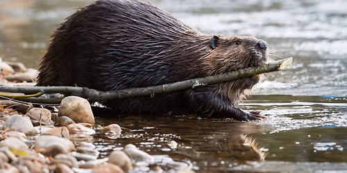 Awareness, Art, & Action: Keystone Species