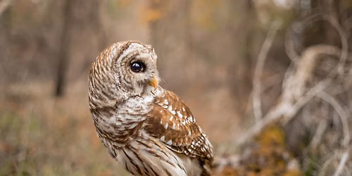 Halloween Hoot!
