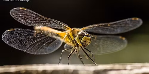 Daniel Bridge Photography Workshop - Close Up & Macro