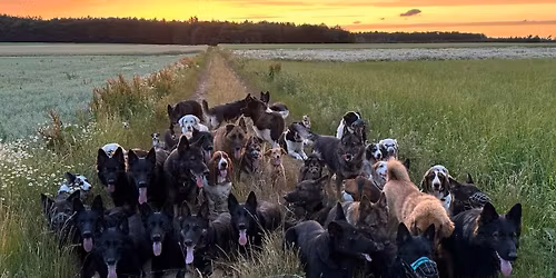 AUSGEBUCHT-Konsequent sein - konsequent handeln - Katrin Scholz
