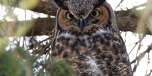 Hoot and Howl | Brampton