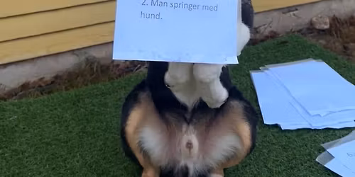 Lucia på Borås brukshundklubb🕯️