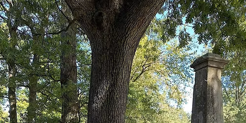 Jane's Walk 2026 with Trees New York: The Trees of The Evergreens Cemetery