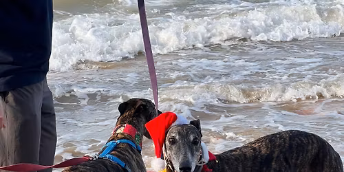 December Greyhound Walk