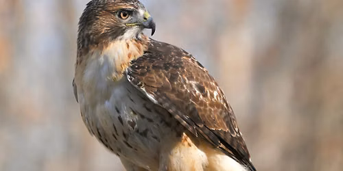 Raptor Center Keeper Program