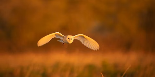 Wildlife at Dusk