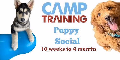 Puppy Social 10 weeks to 4 months