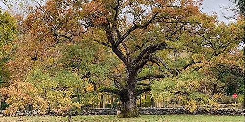 Winter Lyceum Series: Vulnerable Oaks: What's Ailing Our Oak Trees?