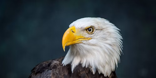 Red, White & Zoo \u2013 America\u2019s 250th at Houston Zoo 
