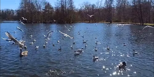 UDSOLGT Fugletur i Bygholm Park med ornitolog!