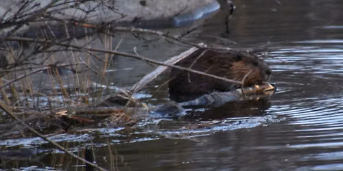 Beavers and Brews