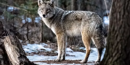 Achieving Coexistence with Coyotes with Dan Proulx
