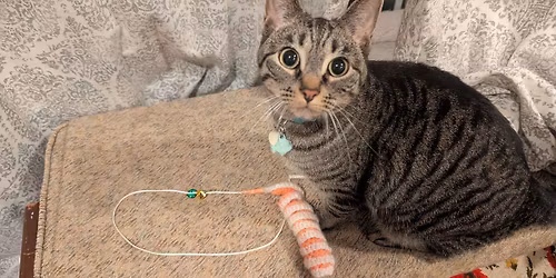 Crochet with Cats Class!