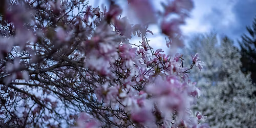 Arboretum Photo Walk