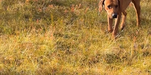 Midtnorsk Adferdssenter \/\/ \ud83c\udf42\ud83e\udd0e\ud83d\udc15Novembertreff\ud83d\udc15\ud83e\udd0e\ud83c\udf42