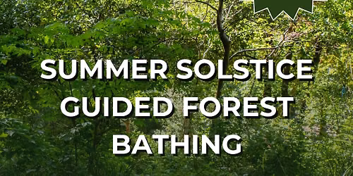 Solstice Guided Forest Bathing