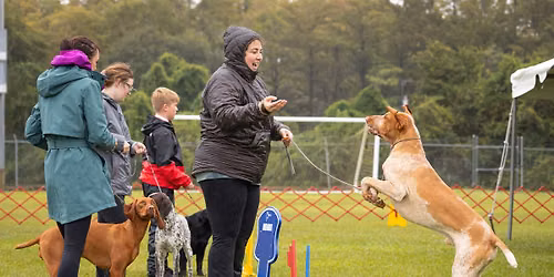 HKC and MAHA Dog Shows