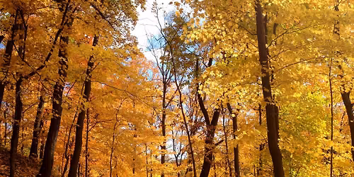 Frick Park Morning Hike