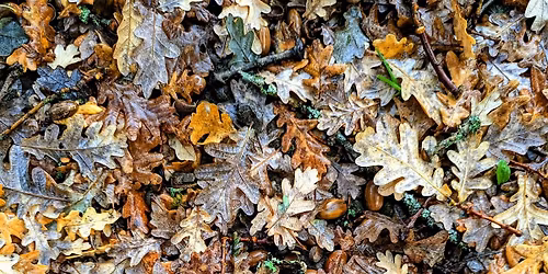 Winter Solstice Singing Circle