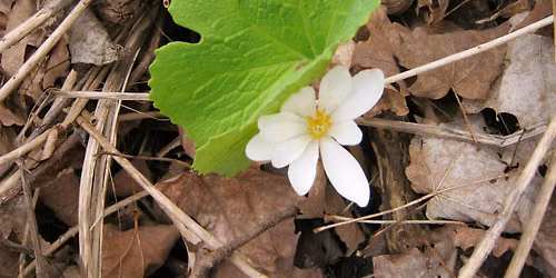Glen Stewart Ravine Plant Walk ($10 cash)