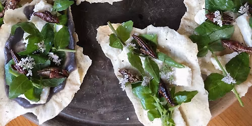 Cooking with Insects \u2013 Culinary & Folk Arts of Oaxaca