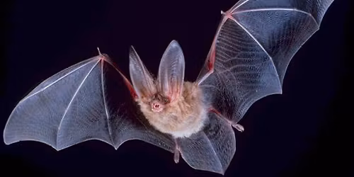 Batnight Gr\u00fcne Lunge 2026