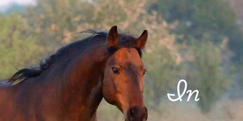 Horse Racing Protest