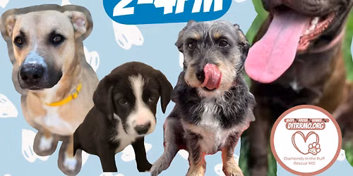 Adoption Event at Hounds Town, St Charles, MO