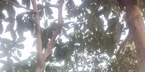 Preaching the gospel