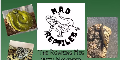 Meet the reptiles 