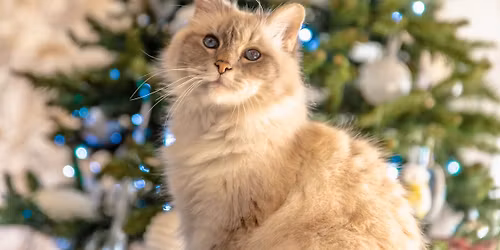 Christmas Paint & Sip