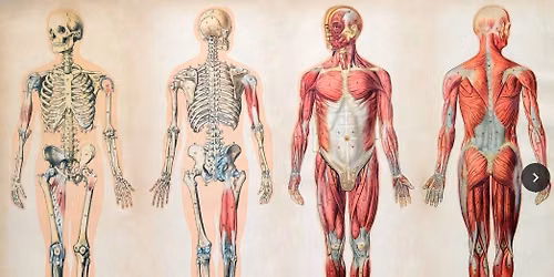 Hands-On Cadaver Lab Workshop for Massage Therapists