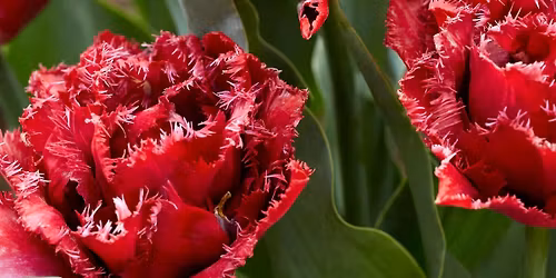 Window box and planter potting event