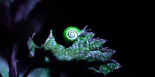 Illuminate: Biofluorescence in Nature