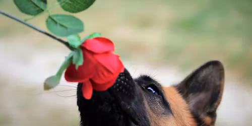 Intro to Scent