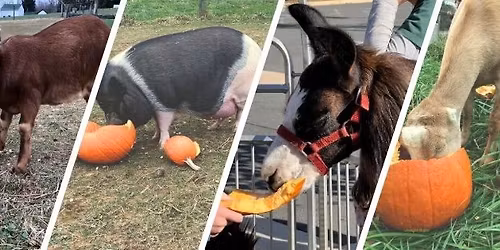 Vienna Pumpkin Collection to Benefit Mill Road Farm