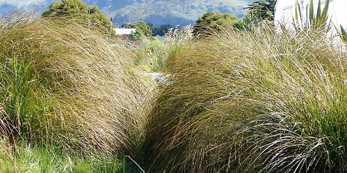 Cranford Basin Planting Event