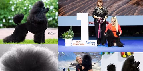 Villakoiran Turkin Salat - demokoulutus