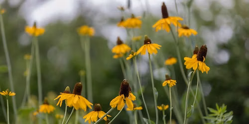 Native Plant Symposium