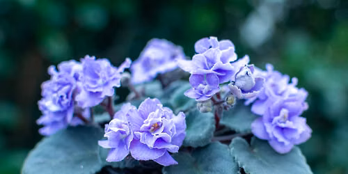 2026 AVAA African Violet and Gesneriad Show, Display, and Sale