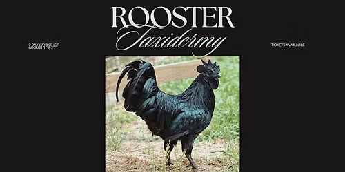Black Rooster Taxidermy - 2 Day Workshop