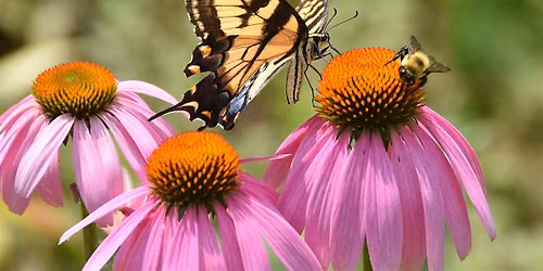 Attracting Pollinators to Your Yard (No Matter How Small)